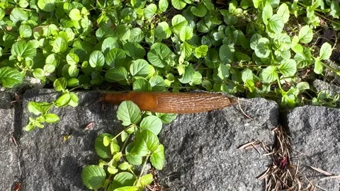 Close-up of slippery land snail without a shell crawling along the ground Stock Footage 283641598