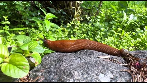 Close-up of slippery land snail without a shell crawling along the ground Stock Footage 283641610