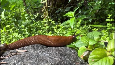 Close-up of slippery land snail without a shell crawling along the ground Stock Footage 283641623