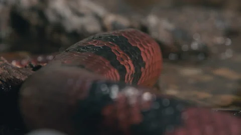 Close up slithering milk snake in a pond Stock Footage 170943089