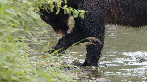 Close up slo mo: Brown bear rips salmon apart, eats fish in river Stock Footage 283349581