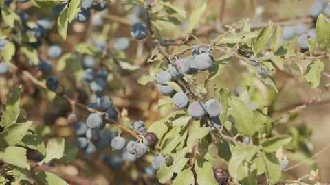 Close-up of sloe fruit tree branch 4K footage Stock Footage 169227142