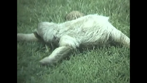 Close-up of sloth crawls on grass - 1969 Stock Footage 91258751