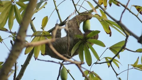 Close up of sloth eating fruit in a tree Stock Footage 261354452