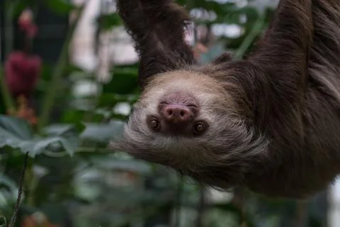 Close-up of a sloth face down Stock Photos