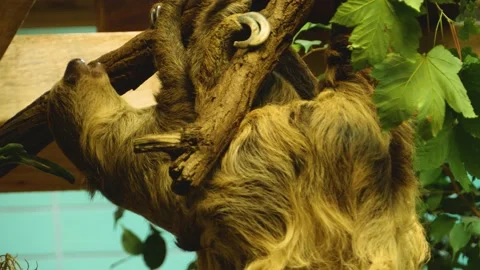 Close up of sloth Stock Footage 135042051