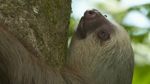 Close-Up Of  Sloth Head, Jungle Tree, Costa Rica Vidéo 111331610