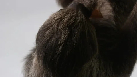 Close up on Sloths face as they eat food hanging from branch - isolated on Stock Footage 239059072