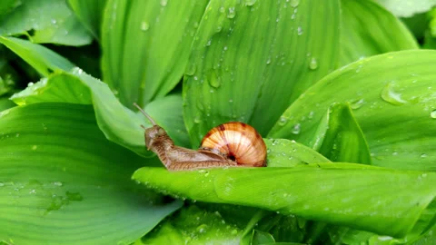 Close up slow brown snail crawls in rain on green leaves of snowdrops. street Stock Footage 190963360