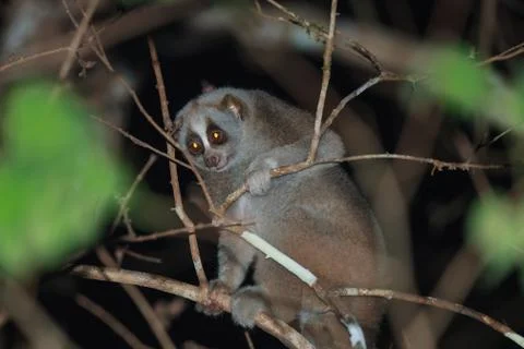 A close up of slow loris on the tree at night Stock Photos