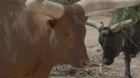 Close up slow mo long horn bull Stock Footage 310688221