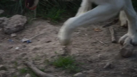 Close-up slow-mo: Polar wolf's paws running on hard ground. Stock Footage 251325044