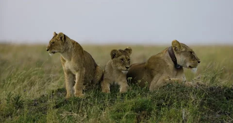 Close-up slow moiton lioness and two cute young cubs looking at camera in Stock-Footage 160901910
