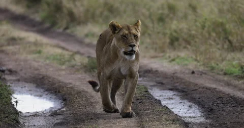 Close-up slow moiton lioness walking towards camera in African savannah Stock Footage 160992833