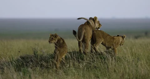 Close-up slow moiton rear view of lioness and two cute young cubs in African Stock Footage 160901113