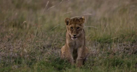 Close-up slow moiton young cute cub sitting and looking at camera in African Stock-Footage 160899898