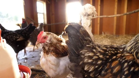 Close up slow motion 180fps shot of organic free range chickens in hen house Stock Footage 97708913