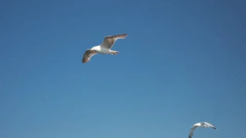 Close-up slow motion 3 seagulls flying in a clear blue sky Stock Footage 280891955