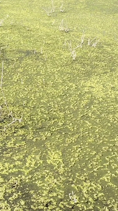 Close-Up Slow Motion of Algae-Covered Water with Dry Twigs – Textured Environmen Stock Footage 322727391