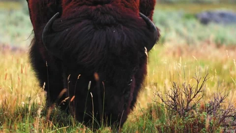 Close-Up Slow-Motion American Bison/Buffalo Grazing In Meadow Wyoming 4K Video stock 150772828