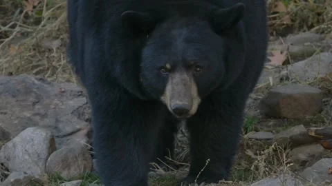 Close up slow motion bear face black bear in forest Stock Footage 140267633