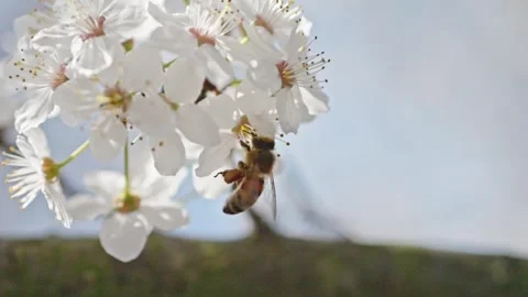 Close-up slow motion of bees visiting cherry flowers after winter, clear vi.. Video stock 306132063