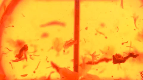 Close up. Slow motion Black tea leaves float and spin in a transparent teapot. Video stock 134956647