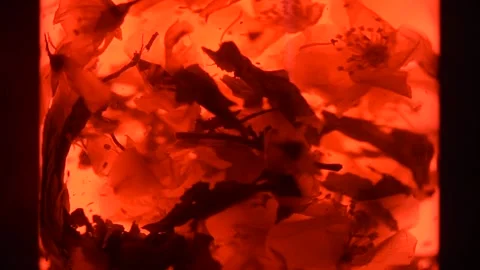 Close up. Slow motion Black tea leaves float and spin in a transparent teapot. Stock Footage 135010601