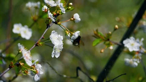 Close-Up Slow Motion: Bumblebee on White Cherry Blossom Sakura Stock Footage 307778365