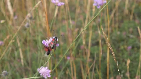 Close up slow motion of burnet moths courting on pink flower during spring 動画素材 172149596