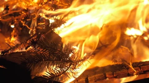 Close up slow motion of a burning fire with visible pine tree branch needles Vídeo Stock 233723591