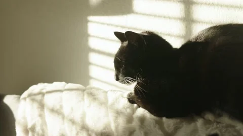 Close up slow motion of cat in dramatic lighting Stock-Footage 154835864