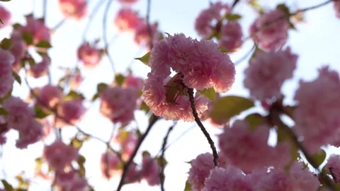 Close Up Slow Motion of Cherry Blossom Tree Pink Flower in Washington DC Ca.. Stock Footage 336593321