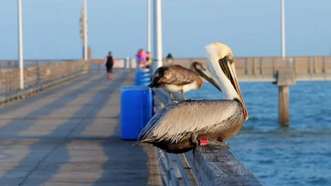 Close up slow motion clip of a brown pelican flying from pier railing Stock Footage 134955156