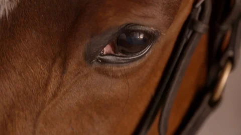 Close up slow motion clip of the eye of a racehorse Stock Footage 91375966