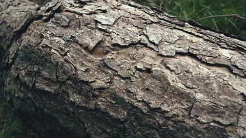 Close up slow motion clip of a pine tree Stock Footage 79164833