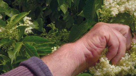 Close-up, Slow Motion, Collection of Medicinal Elderberry Flowers as a Cough Stock Footage 159525440