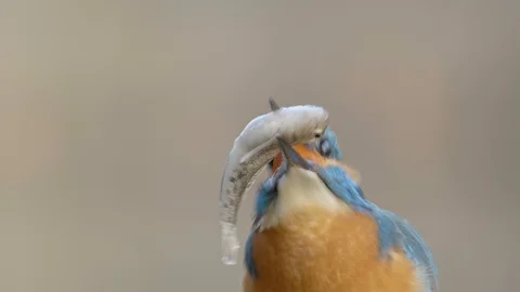 Close-up slow motion of common kingfisher killing and eating fish with its beak Stock Footage 125910832