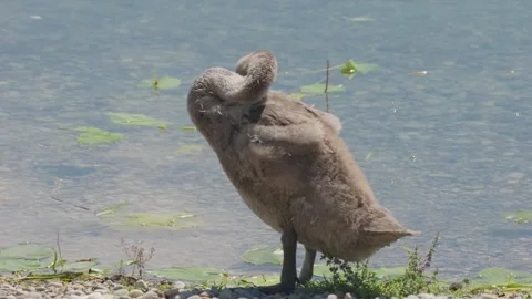 Close-up slow-motion of a cute young swan cleaning its feathers on the lakeshore 스톡 동영상 247078584