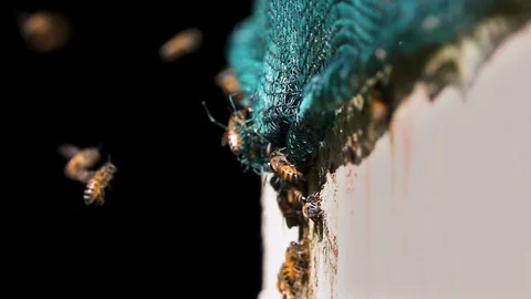 Close up slow motion detail of bees landing on structure 250 fps Vídeo Stock 87574143
