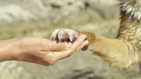 CLOSE UP, SLOW MOTION: Dog and human holding paws together as droplets fall Stock Footage 330414416