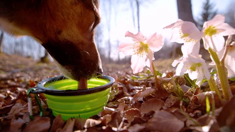 CLOSE UP, SLOW MOTION: Dog drinks from portable water bowl in spring forest Stock Footage 327339033