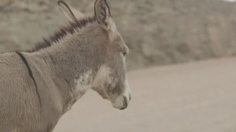 Close up slow motion donkey head on dirt road in Arizona desert Stock Footage 266935971