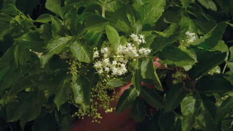 Close-up, Slow Motion, Elderly Man Collects Medicinal Elderberry Flowers to Make Stock Footage 159535109