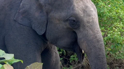 Close up in slow motion of a elephant eating at Yala National Park, Sri Lanka Stock Footage 89473950