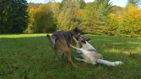 CLOSE UP, SLOW MOTION: Energetic mixed breed dogs engaged in playful wrestling Stock Footage 318107423