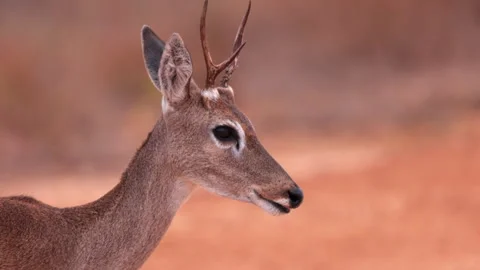 Close-up slow motion face of Pampas Deer male with antlers in tropical savanna Stock-Footage 278133534