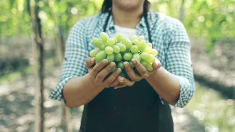 Close up slow motion of farmer presenting ripe green grapes in vineyard Stock Footage 151928068