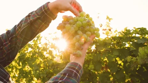 Close up slow motion of farmer presenting ripe grapes in vineyard. Stock Footage 163845872