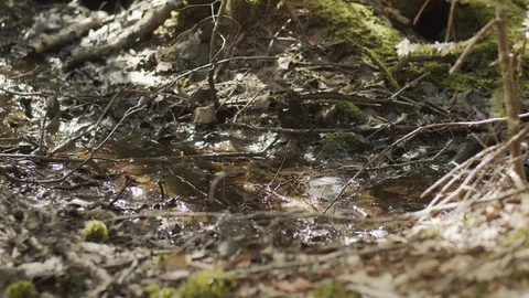 Close up slow motion of flies in small wet land, 4k Stock-Footage 111931872